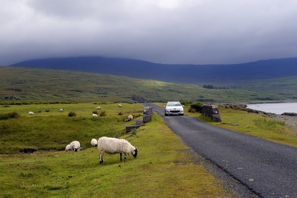 Royaume-Uni, Ecosse, Highland, Hébrides intérieures, Ile de Mull, moutons et béliers en bordure du Loch na Keal