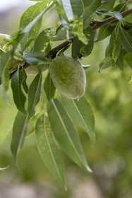 France, Vaucluse (84), Avignon, Palais des Papes, les jardins pontificaux, amande dans un amandier
