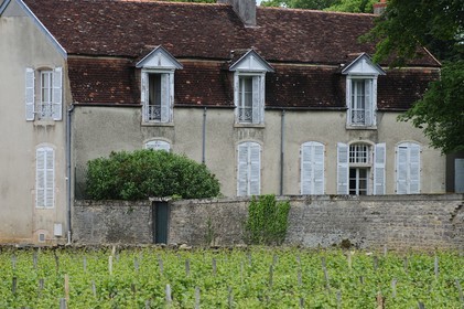 France, Côte d'Or (21), Gevrey-Chambertin, la vigne omniprésente même au coeur du village