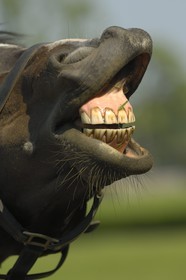 Irlande, Co. Kildare, Maynooth, harras de Moyglare (Stud), rire chevalin