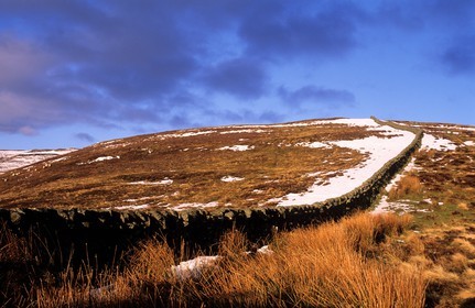 Royaume-Uni, Ecosse, région des Borders, Selkirkshire, Ettrickbridge, mur de pierres sèches sur la colline