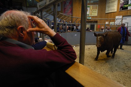 Royaume-Uni, Ecosse, Iles Orcades, Ile de Mainland, vente aux enchère du bétail