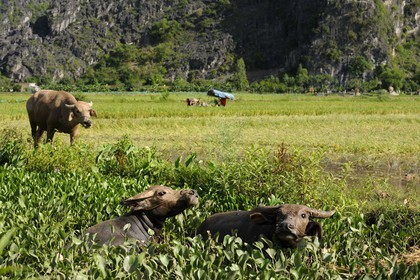 Vietnam, province de Ninh Binh, moisson du riz mécanisée et buffles