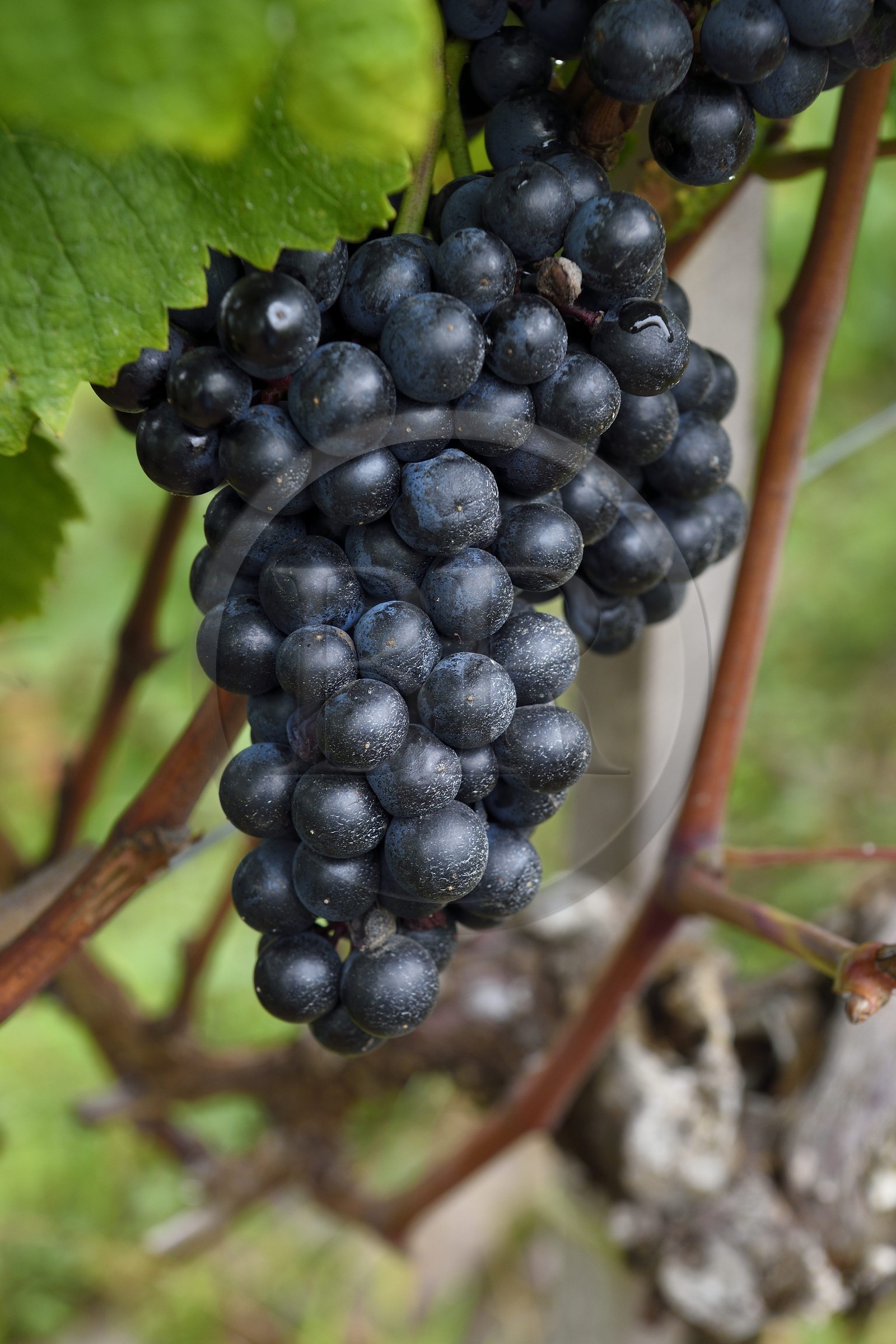 France, Pyrénées-Atlantiques (64), Pays-Basque, Saint-Jean-Pied-de-Port, Ispoure, vignoble du Domaine Mourguy, AOC Irouleguy, grappe de raisin de cépage tannat