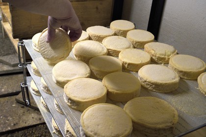 France, Haut-Rhin (68), Wasserbourg, Ferme-auberge Buchwald, le marcaire Michel Wehrey à la fabrication du fromage de munster AOP (lait de vache), munster de 15 jours toujours retourné régulièrement dans la cave d'affinage