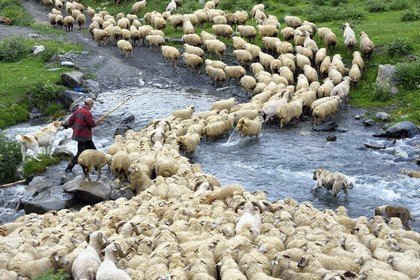 Géorgie, Kakheti, Parc national de Touchétie, vallée de la rivière Alazani dans les montagnes de Pirikiti, Parsma (Baso), berger et son troupeau de moutons franchissant la rivière