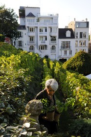 France, Paris (75), la Butte Montmartre, le vignoble de Montmartre ouvert pour la journée des jardins
