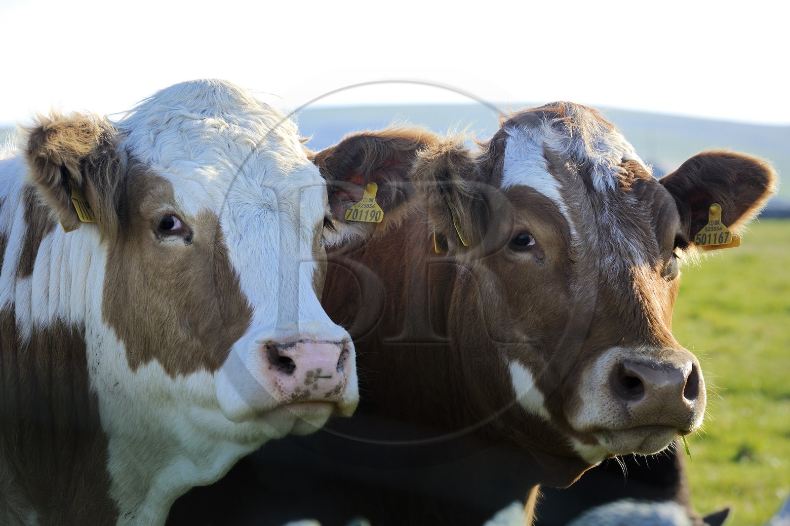 Royaume-Uni, Ecosse, Iles Orcades, Ile de Mainland, vaches