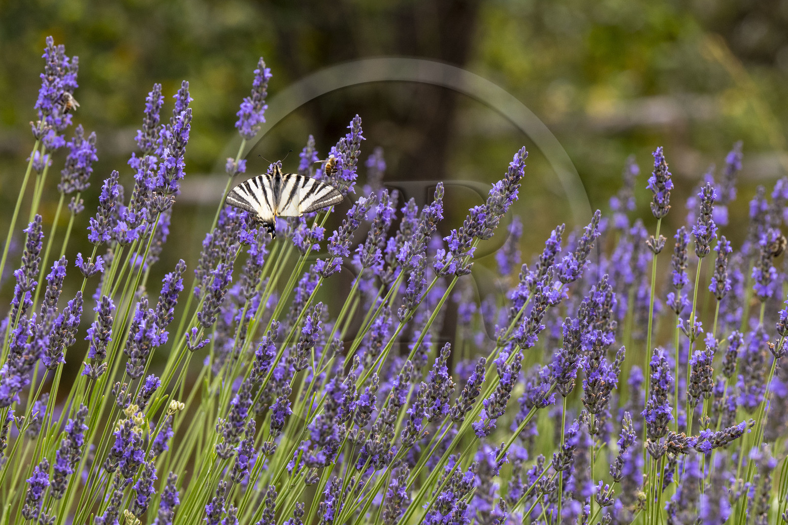 France, Alpes-Maritimes (06), Mouans-Sartoux, Jardins du Musée International de la Parfumerie​ (MIP), papillon le Flambé (Iphiclides podalirius) sur un brin de lavande en fleurs