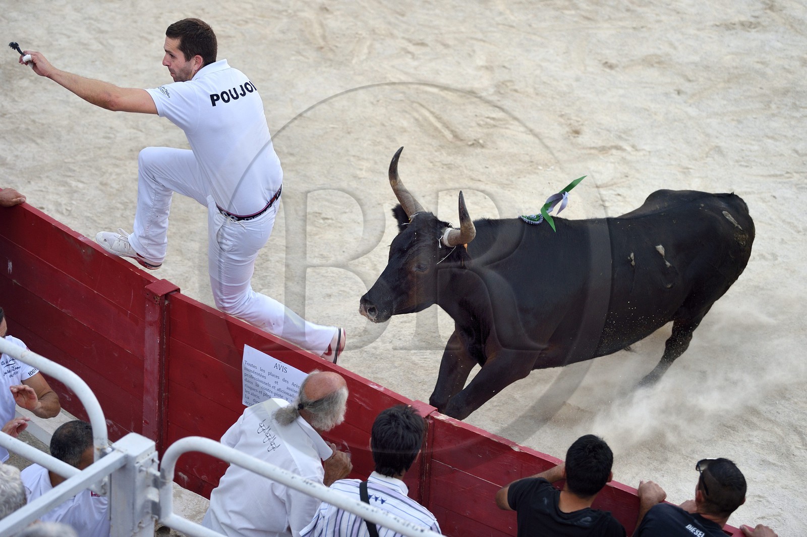 France, Bouches-du-Rhône (13), Arles, la course camarguaise  de la Cocarde d'Or aux Arènes
