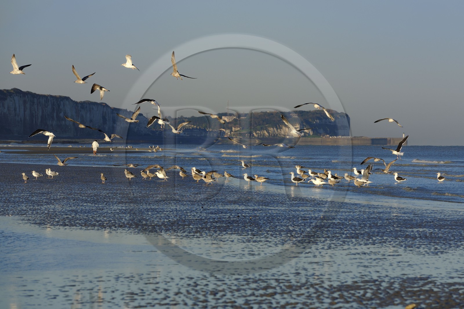 France, Seine-Maritime (76), Veules-les-Roses, goélands sur la plage et les falaises à l'aube