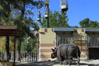 Portugal, Lisbonne, Jardin zoologique, Rhinocéros indien(Rhinoceros unicornis) et les télécabines qui font le tour du zoo