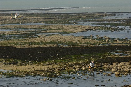 France, Charente-Maritime (17), Ile d'Aix, rade des Basques, pêche à pied à marée basse
