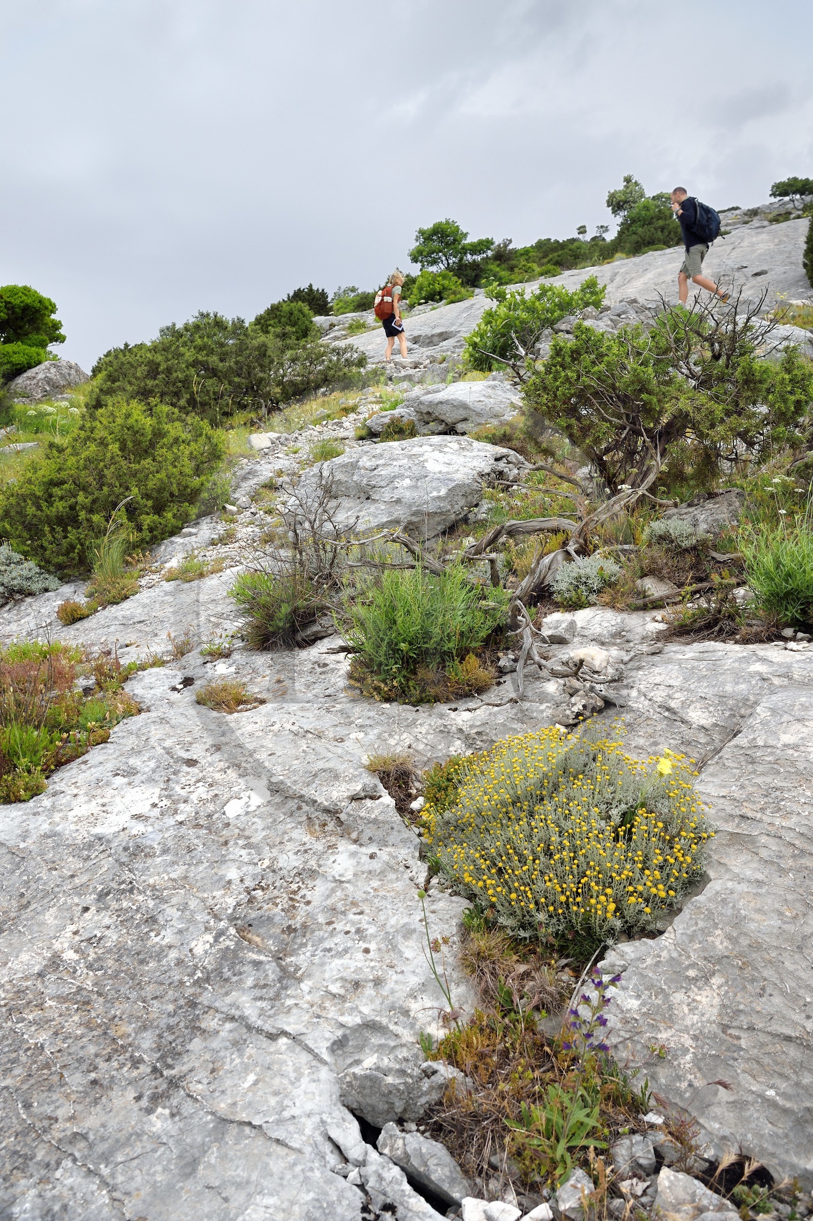France, Var (83), Plan-d'Aups-Sainte-Baume, parc naturel régional de la Sainte-Baume, Massif de la Sainte-Baume, randonneurs au col du Saint-Pilon au sommet de la falaise sur le GR 98 et GR9, santoline au premier plan dans la roche