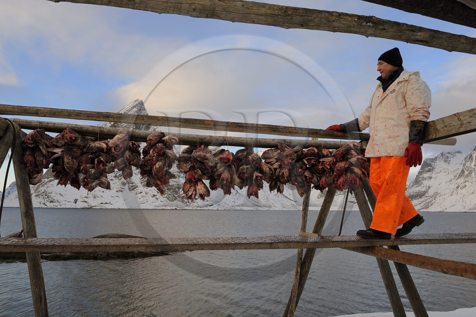 Norvège, Nordland, Iles Lofoten, Ile de Moskenes, le port de pêche de Reine, accrochage de têtes de cabillaud (morue) pour le séchage