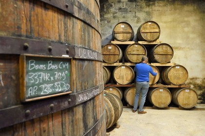 France, Charente (16), Sireuil, Distillerie des Moisans, dans les chais de vieillissement et d'assemblages, inscription à la craie du contenu d'un tonneau