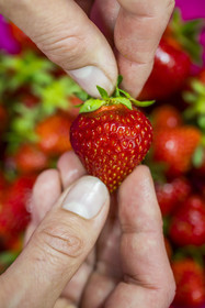France, Vaucluse (84), Sarrians, Domaine de l'Oiselet,