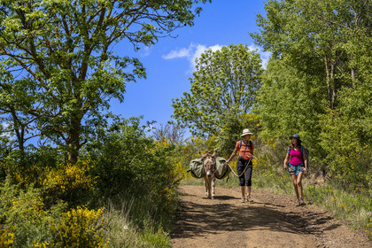 France, Haute-Loire (43), randonnée avec un âne sur le chemin de Stevenson (GR 70) entre Le Monastier-sur-Gazeille et Saint-Martin-de-Fugères