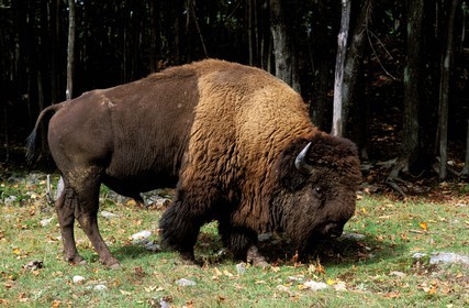 Canada, province de Québec, Outaouais, Parc Oméga vers Montebello, bison d' Amérique