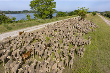 France, Vaucluse (84), Châteauneuf-du-Pape, le troupeau de brebis Merinos d'Arles (et quelques chèvres) menée par la bergère Natacha Fasujevic en éco-pâturage sur les bords du Rhone, le chateau de L'Hers (Xe siècle) en arrière plan (vue aérienne)