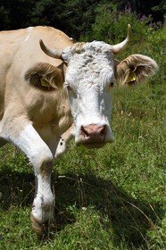 Suisse, Canton de Vaud, Ormont-Dessus, Les Diablerets, vache autour du lac Retaud au dessus du Col du Pillon