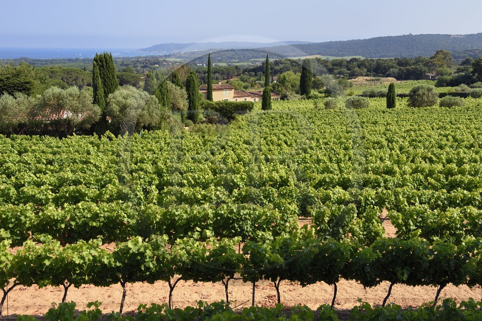 France, Var (83), Saint-Tropez, vignoble autour de la chapelle sainte-Anne