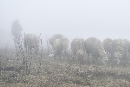 Azerbaïdjan, région de Quba (Guba), chaine de montagne du Grand Caucase, randonnée entre le village de Giriz et de Laza, moutons dans la brume