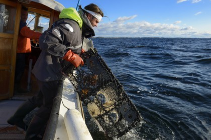 Suède, Västra Götaland, Iles Koster, sortie en mer pour récupérer les casiers à homards