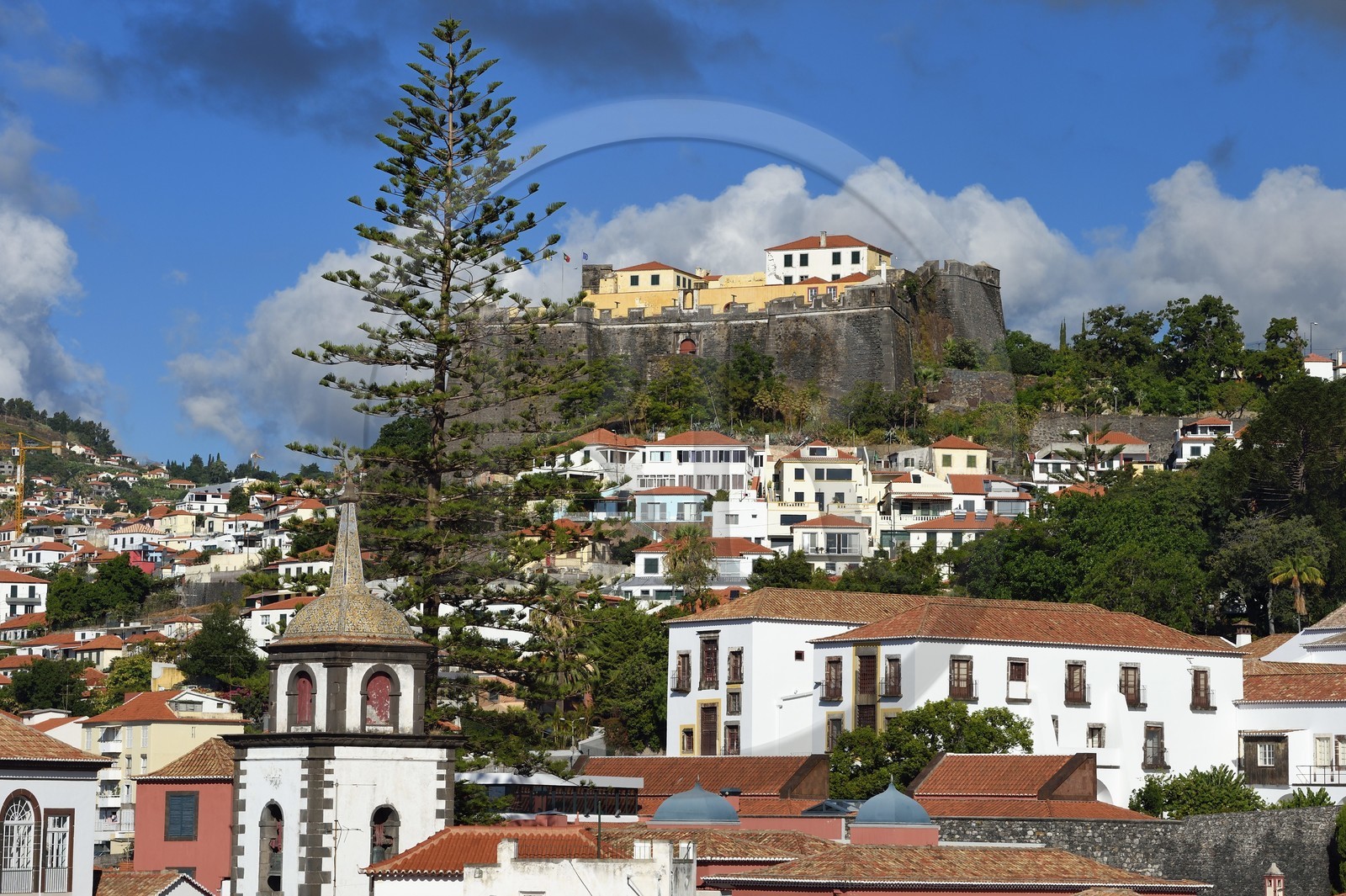 Portugal, Ile de Madère, Funchal, Fort de Saint-Jean avec un arbre  Araucaria ou Pin de Norfolk (Araucaria heterophylla ou excelsa)