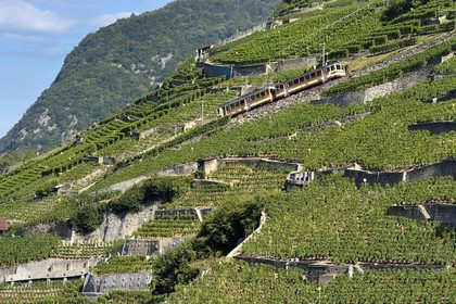 Suisse, Canton de Vaud, Aigle, train régional progressant à flanc de colline et entouré par le vignoble
