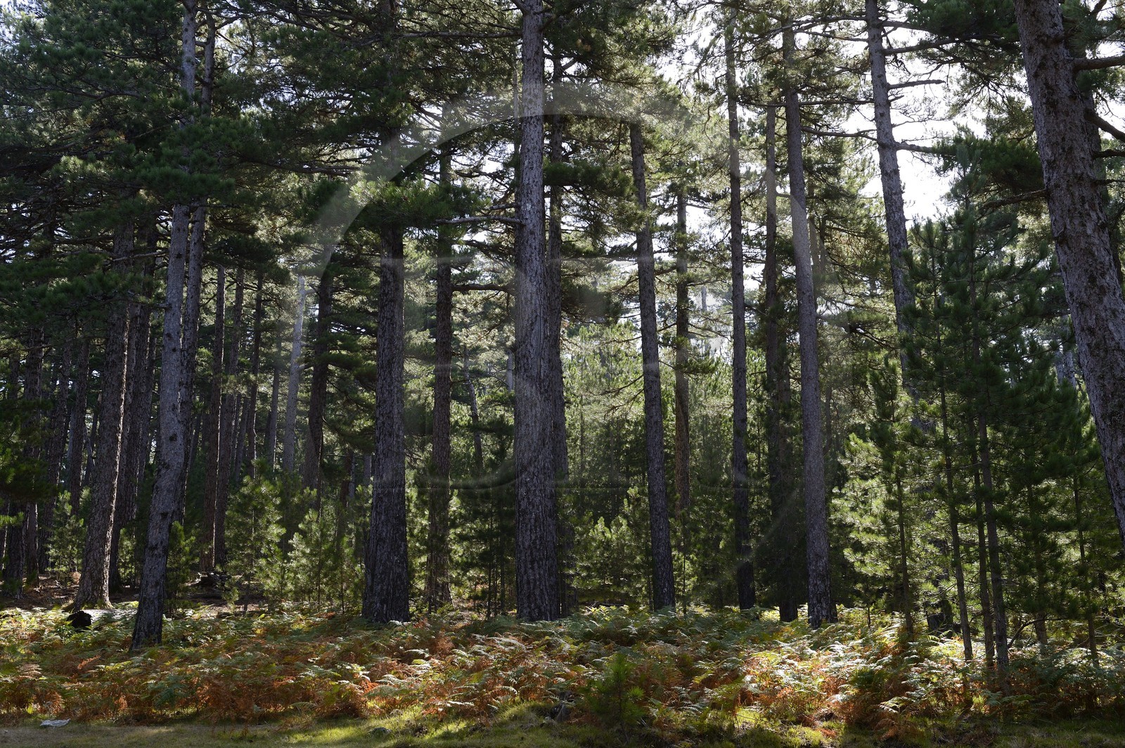 France, Corse-du-Sud (2A), Alta Rocca, Bavella, forêt de pins laricio (Pinus laricio)