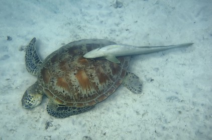 France, Ile de Mayotte, Grande-Terre, Kani-Keli, plage de N’Gouja, tortue (de mer) verte (Chelonia mydas) et un poisson pilote rémora (Echeneis naucrates) accroché à sa carapace