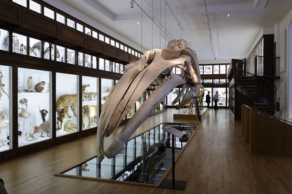 France, Loire-Atlantique (44), Nantes, muséum d'histoire naturelle
