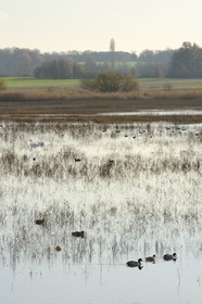 France, Indre (36), le Berry, parc naturel régional de la Brenne, canards et cygnes sur l'étang Purais