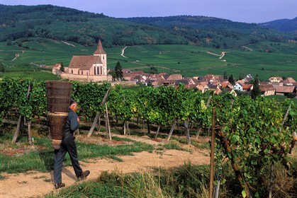 France, Haut-Rhin (68), Route des vins d' Alsace, Hunawihr, labellisé Les Plus Beaux Villages de France, le vendangeur Christophe Kurtz avec une hotte en bois