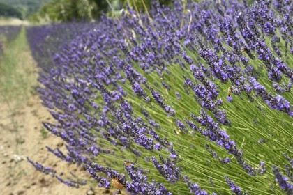 France, Vaucluse (84), Parc Naturel Regional du Luberon, champ de lavande