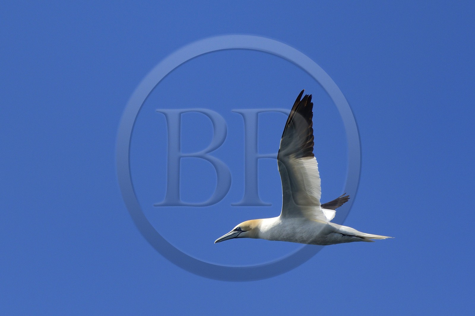 France, Côtes-d'Armor (22), Perros-Guirec, archipel et réserve ornithologique de Sept-Iles, Ile Rouzic, fou de Bassan (Morus bassanus)