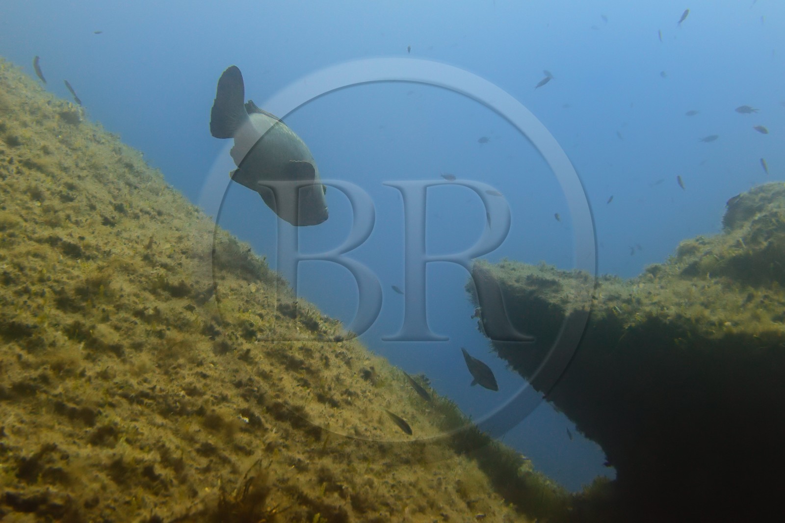 France, Var (83), Iles d'Hyères, parc national de Port Cros, Ile de Port-Cros, mérou vers l'Ilot de la Gabinière