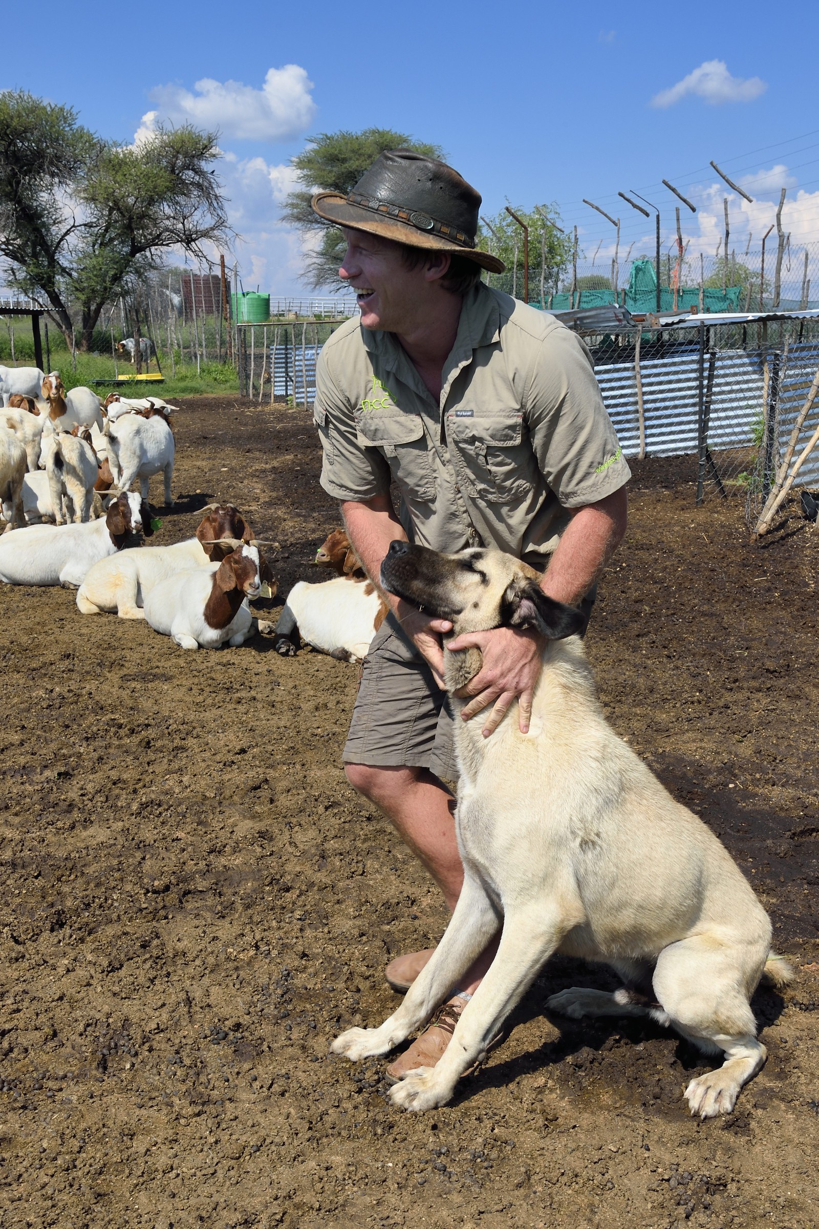 Namibie, Otjiwarongo, le Livestock Guarding Dog Program (programme chien de garde du bétail) du Cheetah Conservation Fund a été très efficace pour réduire les taux de prédation et ainsi aussi l'inclinaison des agriculteurs à piéger ou tirer sur des guépards, le fermier Paul Visser avec son chien Berger d'Anatolie entouré de ses chèvres