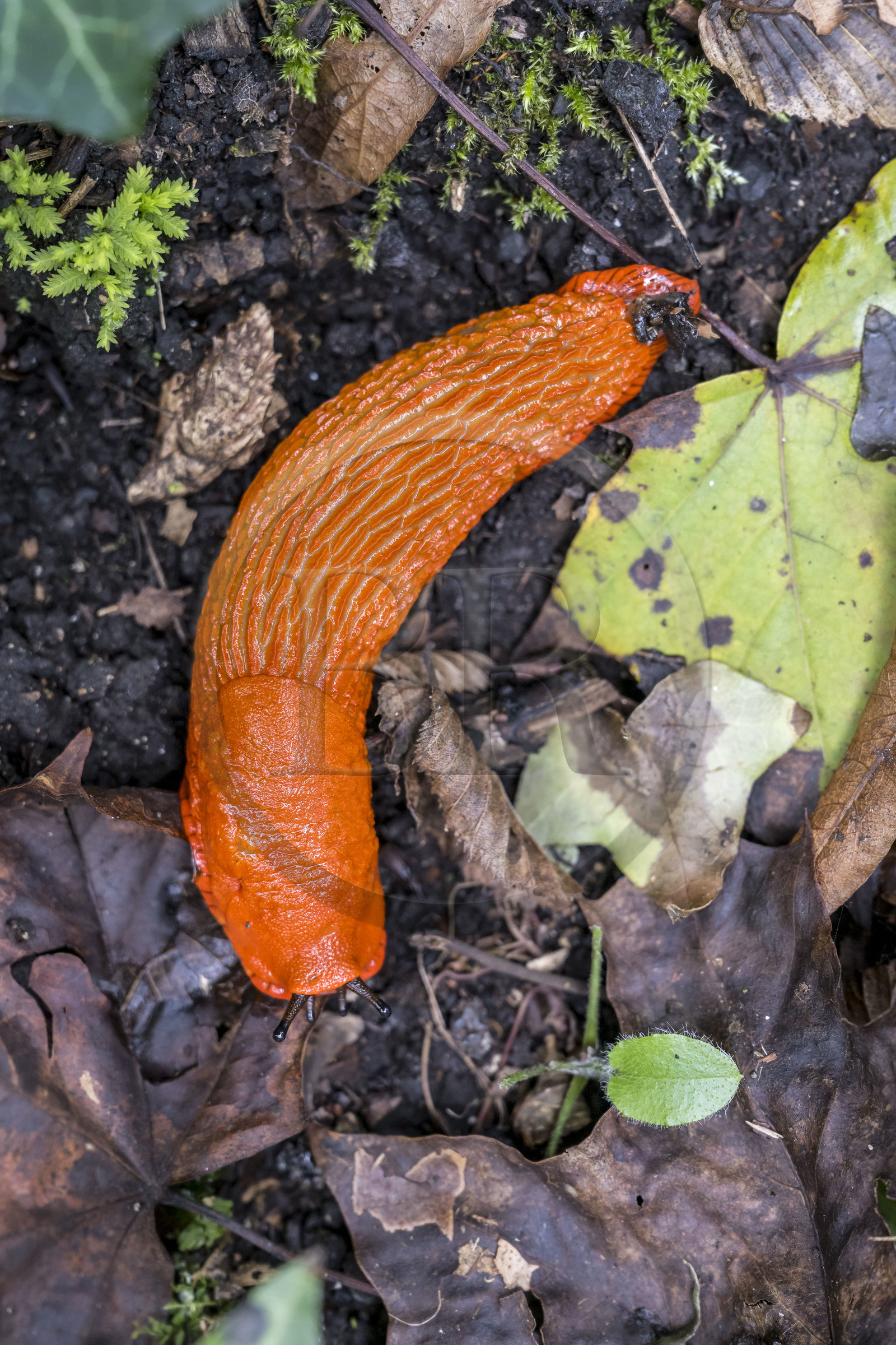 France, Côte-d'Or (21), Touillon, Grande Loche (Arion rufus) ou Grande limace orange