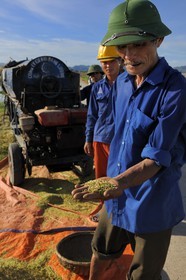 Vietnam, province de Ninh Binh, battage du riz par une machine
