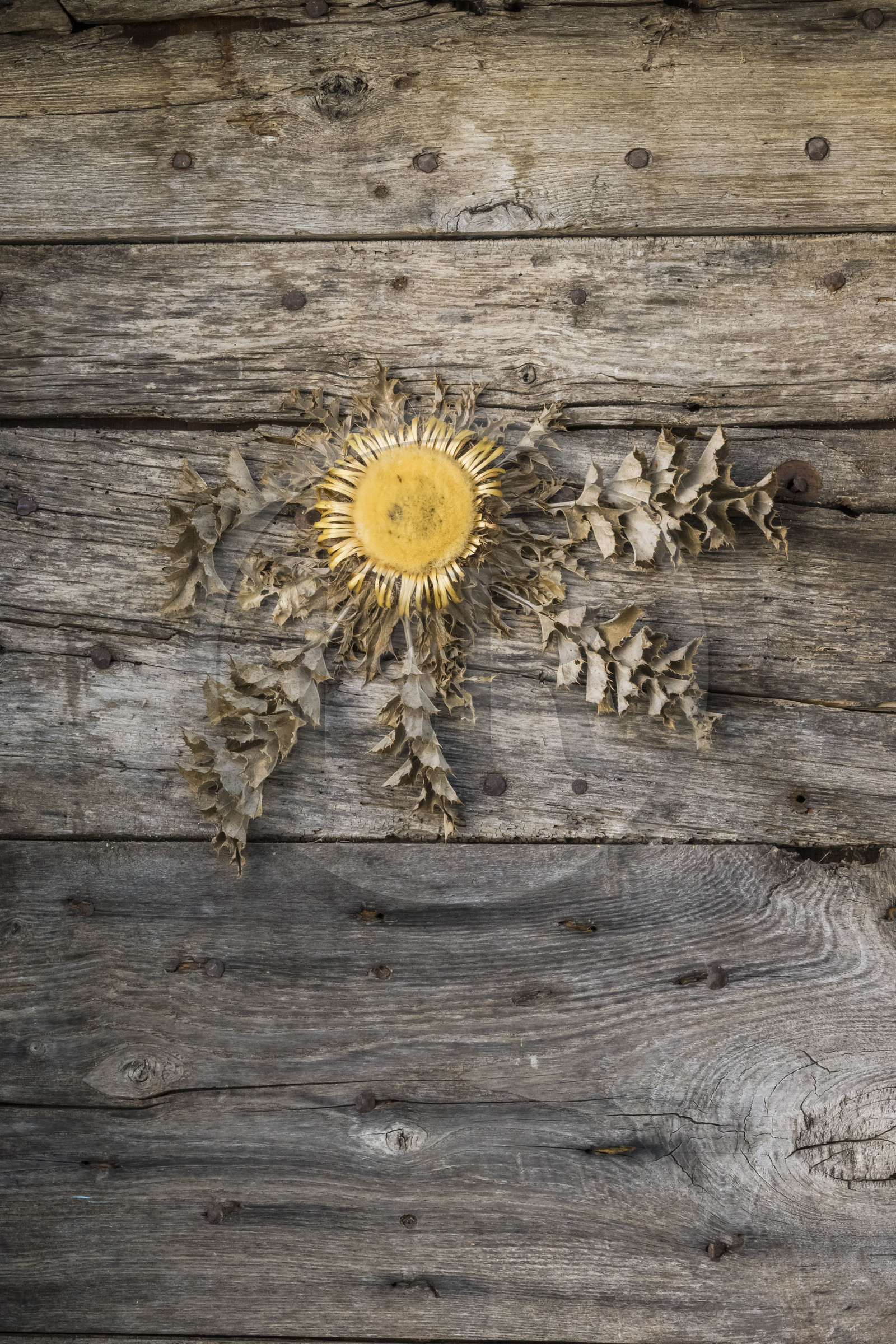 France, Hérault (34), les Causses et les Cévennes, paysage culturel de l'agro-pastoralisme méditerranéen inscrit au Patrimoine Mondial de l'UNESCO, Saint-Maurice-Navacelles, le Cirque de Navacelles, le hameau de Navacelles, Carline à feuilles d'acanthe (Carlina acanthifolia) appelée Cardabelle dans le Larzac et souvent accrochée aux portes des maisons en guise de porte-bonheur et de protection