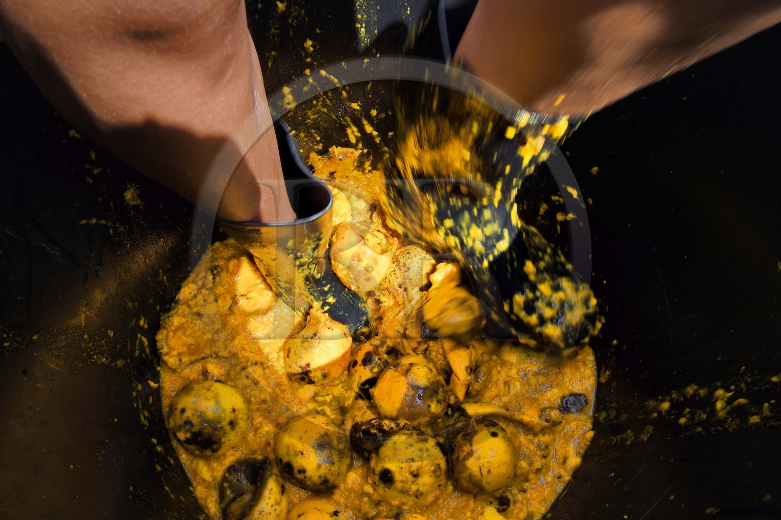 France, Ile de la Reunion, La Saline, La Part des Anges Distillation, foulage au pied des mangues avant mise en fermentation du jus résultant