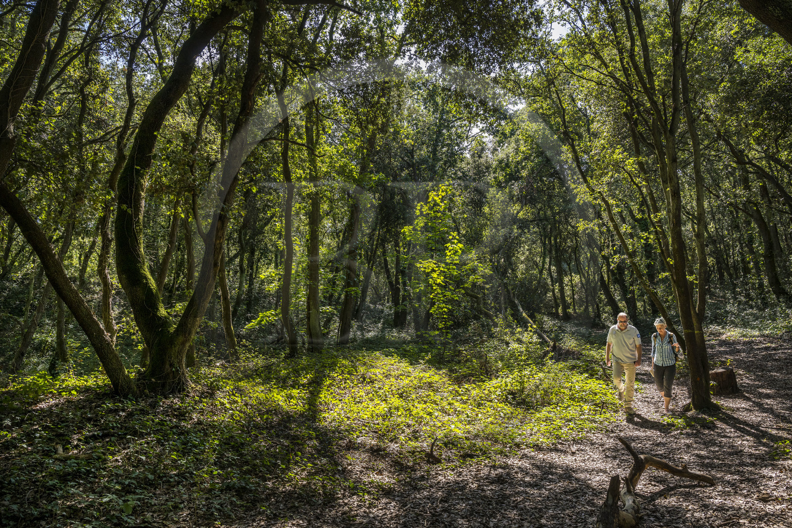 France, Loire-Atlantique (44), Saint-Brévin-Les-Pins, forêt de la Pierre Attelée, découverte en compagnie du chargé du patrimoine arboré Frédéric Lepage