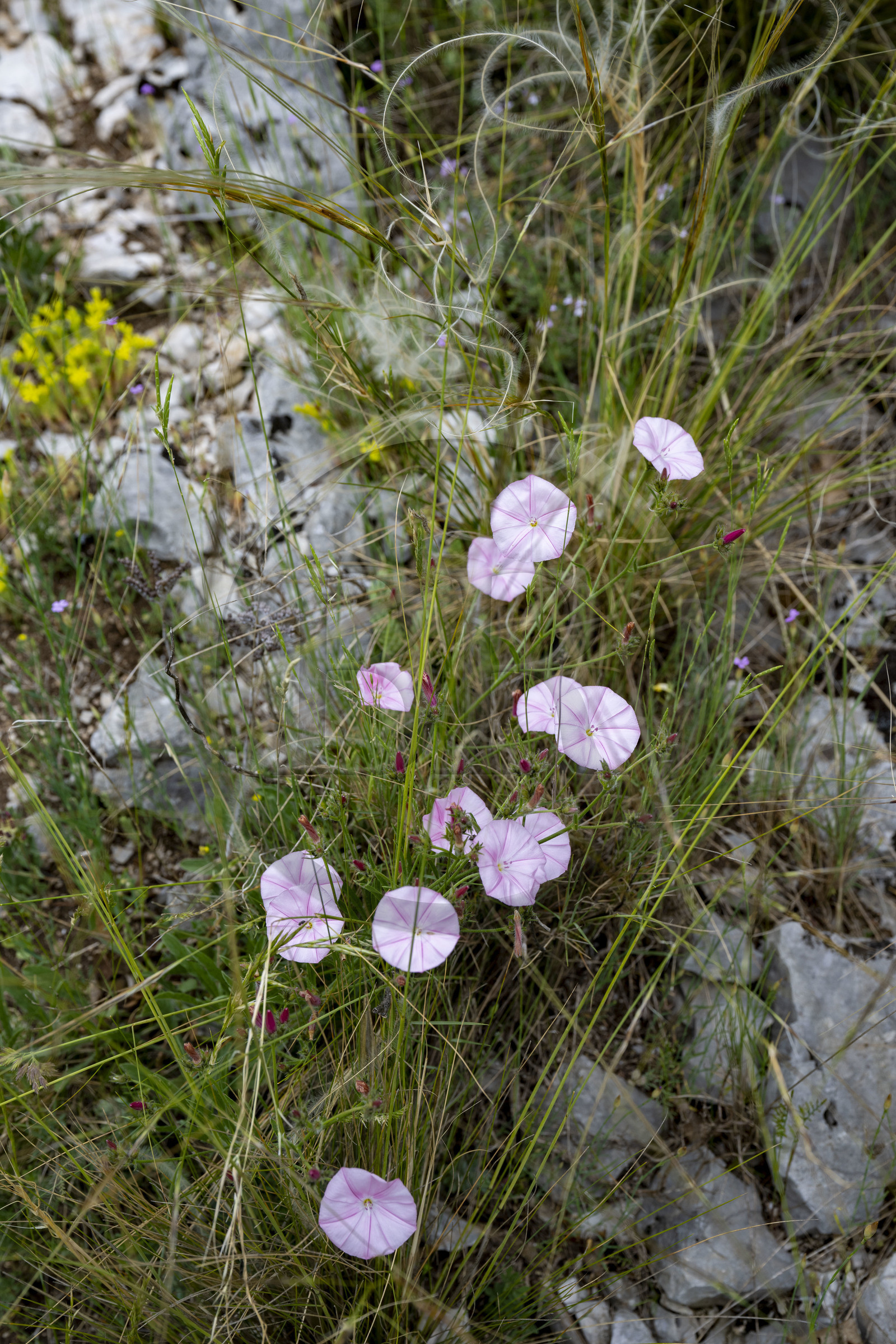 France, Vaucluse (84), Dentelles de Montmirail, crêtes de Saint-Amand, liseron (Convolvulus arvensis) et stipe pennée (Stipa pennata) aussi appelée cheveux d'ange dans la garrigue