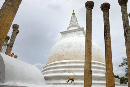 Sri Lanka, province du Centre-Nord, site d'Anuradhapura classé Patrimoine Mondial de l'UNESCO, capitale du Sri Lanka au IIIe siècle avant JC, le lieu sacré de vénération bouddhiste Dagoba de Thuparama