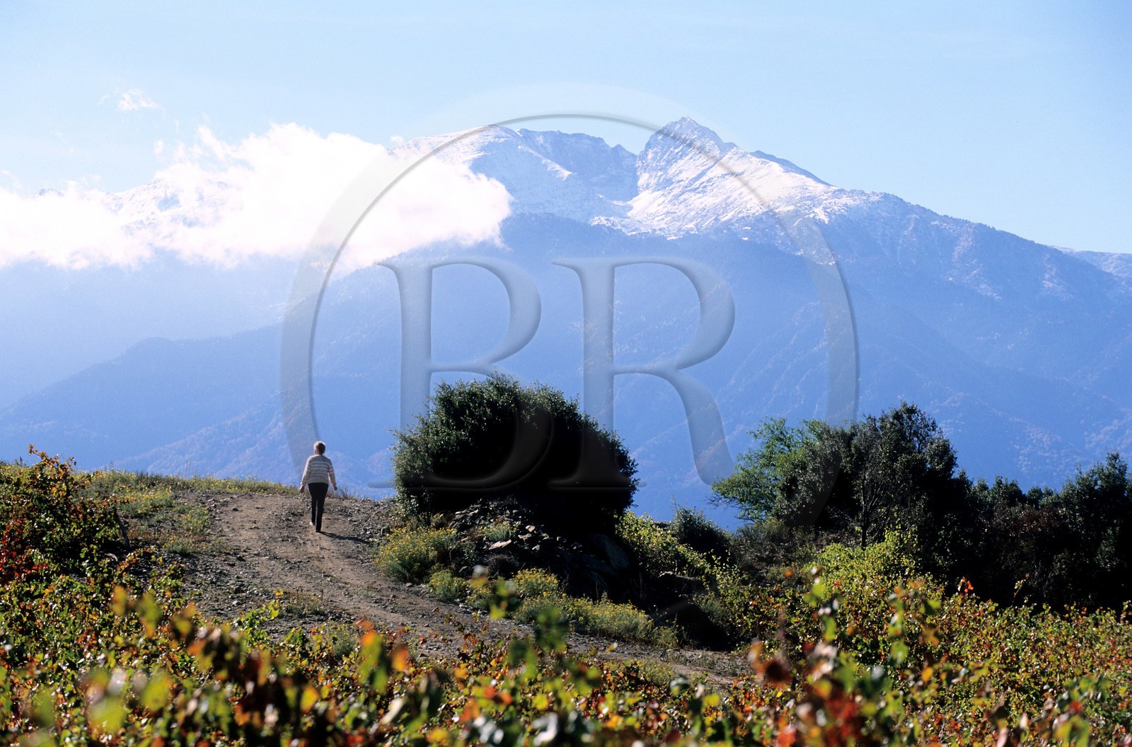 France, Pyrénées-Orientales (66), vignoble dans le Ribéral et lemassif du Canigou