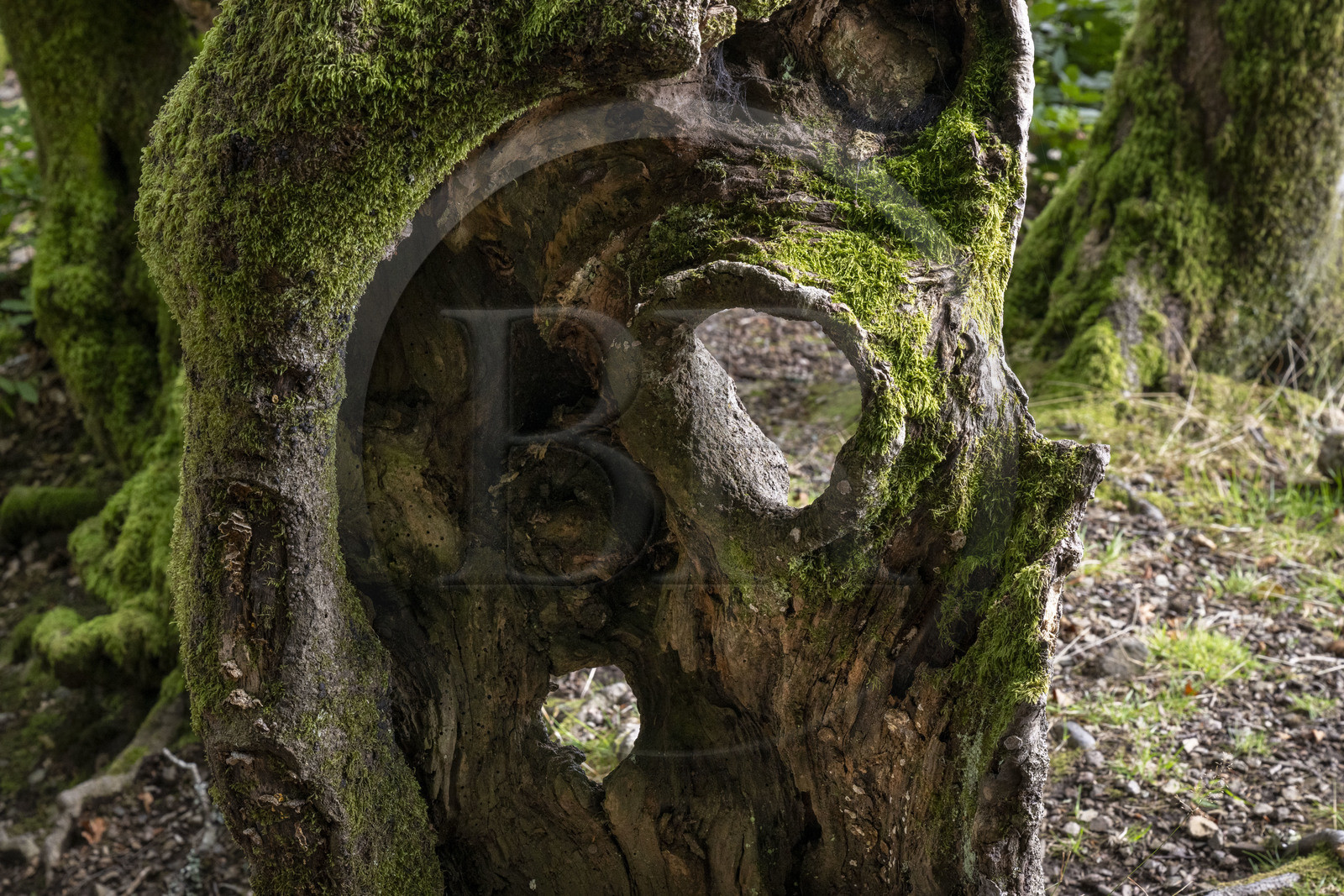 France, Saône-et-Loire (71), parc naturel régional du Morvan, Saint-Léger-sous-Beuvray, oppidum de Bibracte, le site archéologique sur le mont Beuvray, haies de hêtres tressées vieilles de 200 ans appelées des queules le long des chemins creux