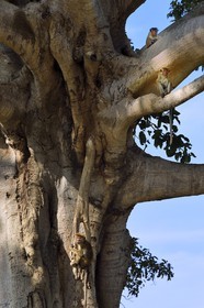 Sri Lanka, province d'Uva, Parc national d'Uda Walawe (Udawalawe National Park), macaques à toque (Macaca sinica)