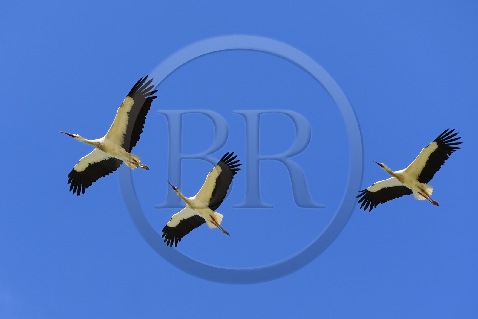 Espagne, Andalousie, province de Séville, Utrera, vol de cigognes